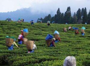 Assam