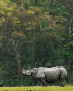 Wildlife Safari: Kaziranga to Manas National Park