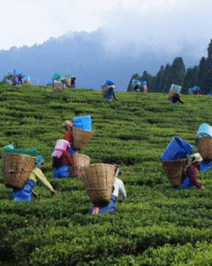 Untitled design (15)