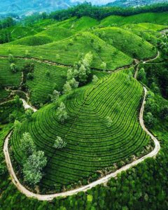 Tea Garden