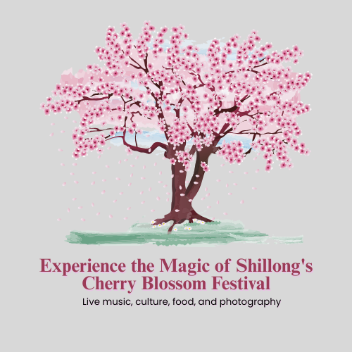 Shillong's Cherry Blossom