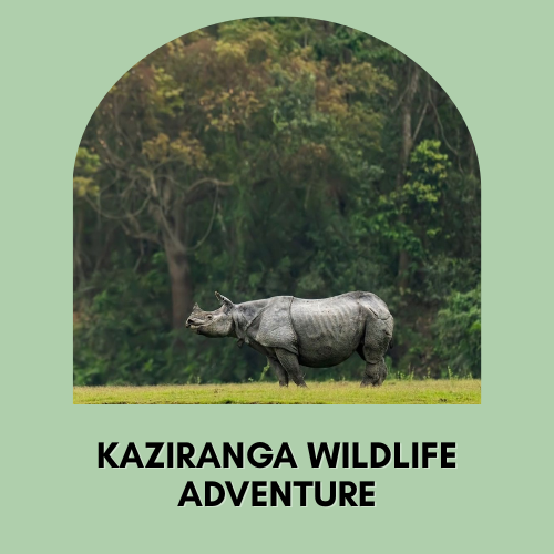 Safari at Kaziranga National Park