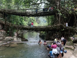 Living-Root-Bridges