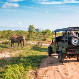 Wildlife Safari
